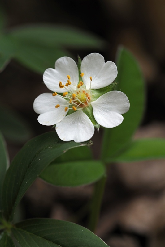 Mochna bílá (Potentilla alba)