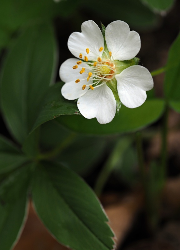 Mochna bílá (Potentilla alba)