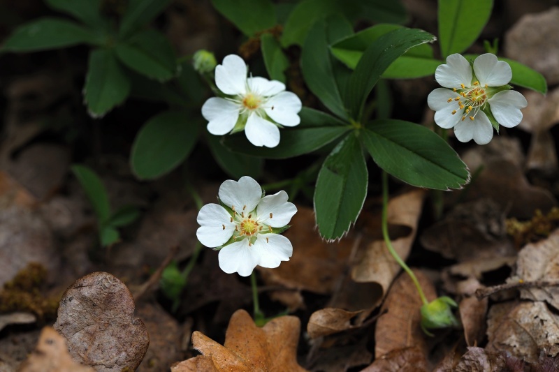 Mochna bílá (Potentilla alba)