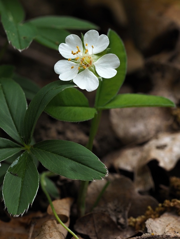 Mochna bílá (Potentilla alba)