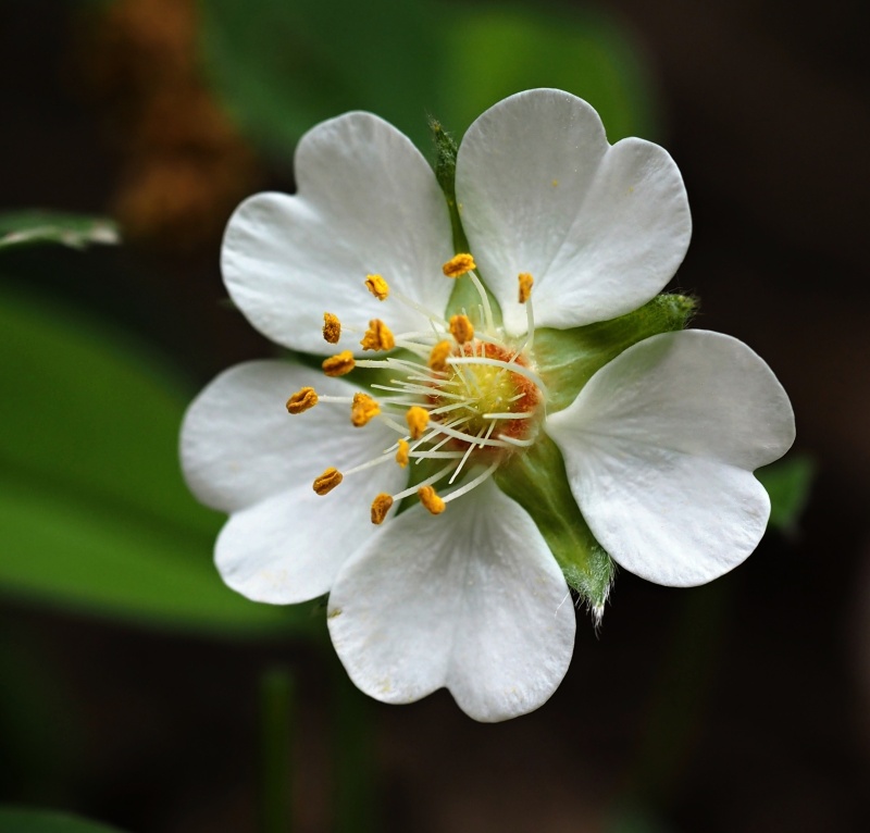 Mochna bílá (Potentilla alba)