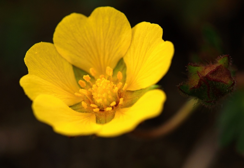 Mochna písečná (Potentilla arenaria)