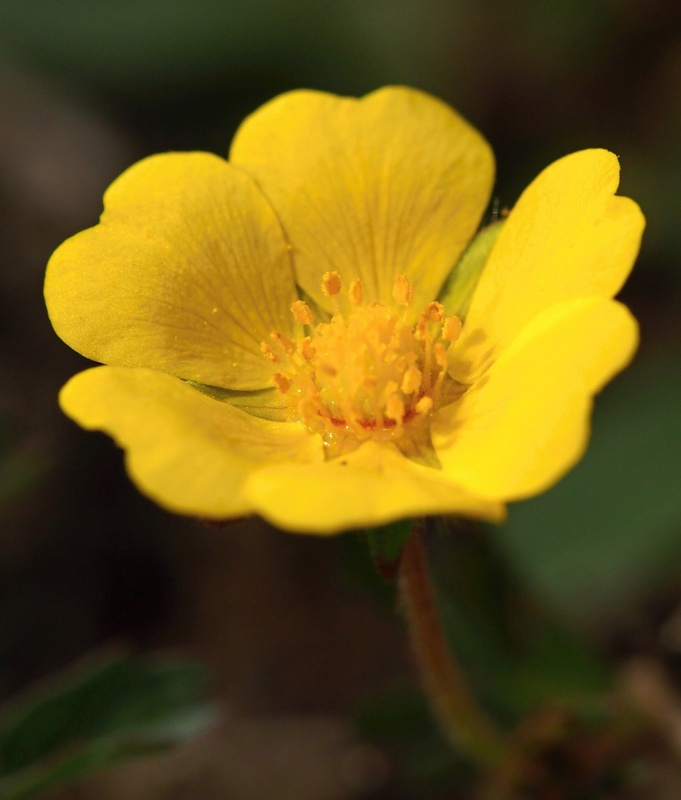 Mochna písečná (Potentilla arenaria)