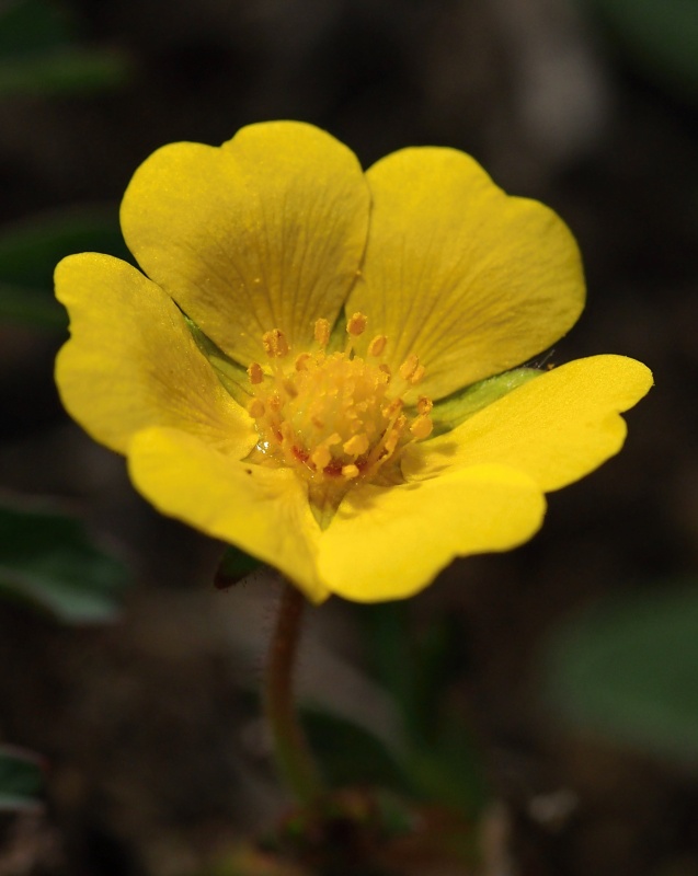 Mochna písečná (Potentilla arenaria)