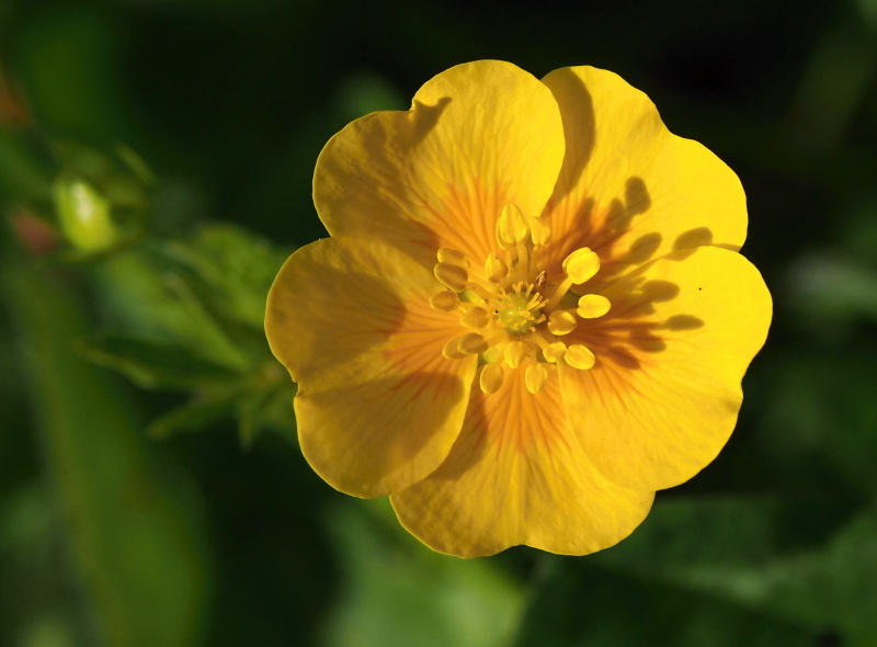 Mochna zlatá (Potentilla aurea)