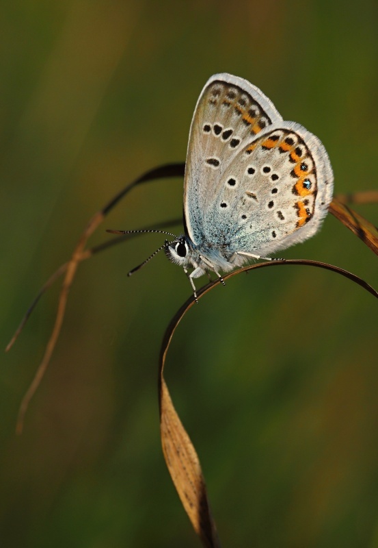 Modrásek černolemý (Plebejus argus)