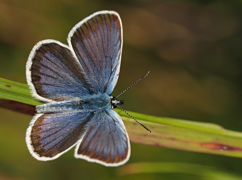 Modrásek černolemý (Plebejus argus)