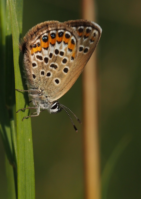 Modrásek černolemý (Plebejus argus)