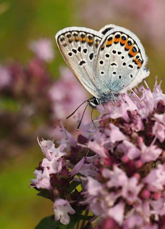 Modrásek černolemý (Plebejus argus)