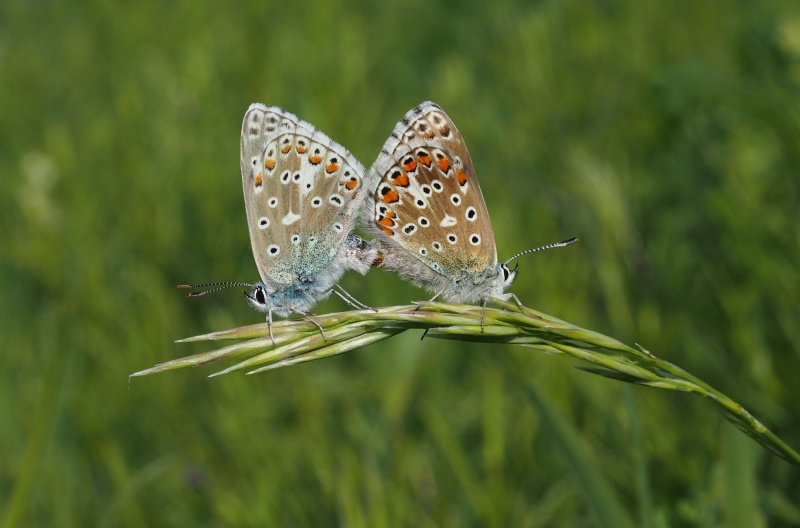 Modrásek jetelový (Polyommatus bellargus)