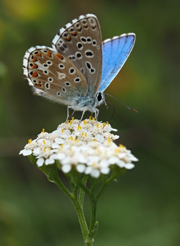 Modrásek jetelový (Polyommatus bellargus)