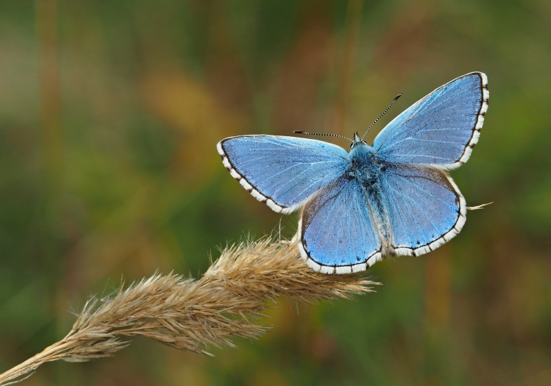 Modrásek jetelový (Polyommatus bellargus)
