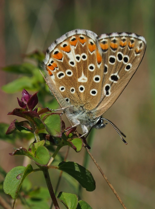 Modrásek jetelový (Polyommatus bellargus)