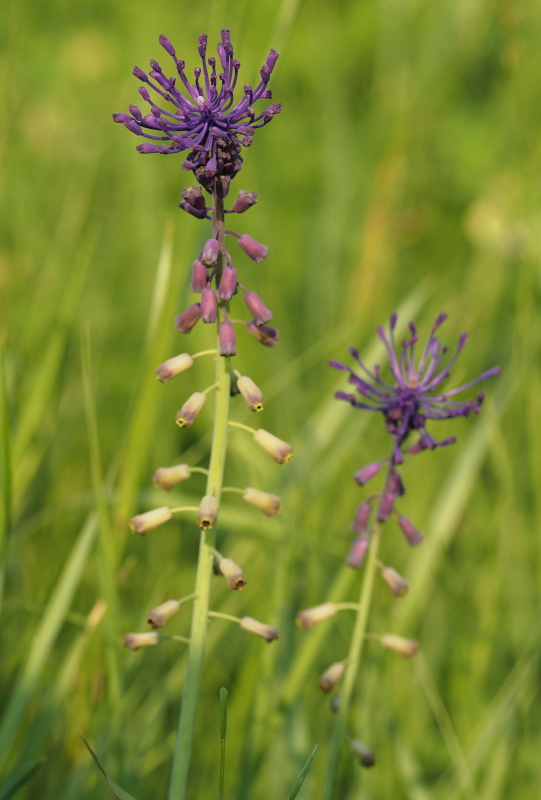 Modřenec chocholatý (Muscari comosum) 