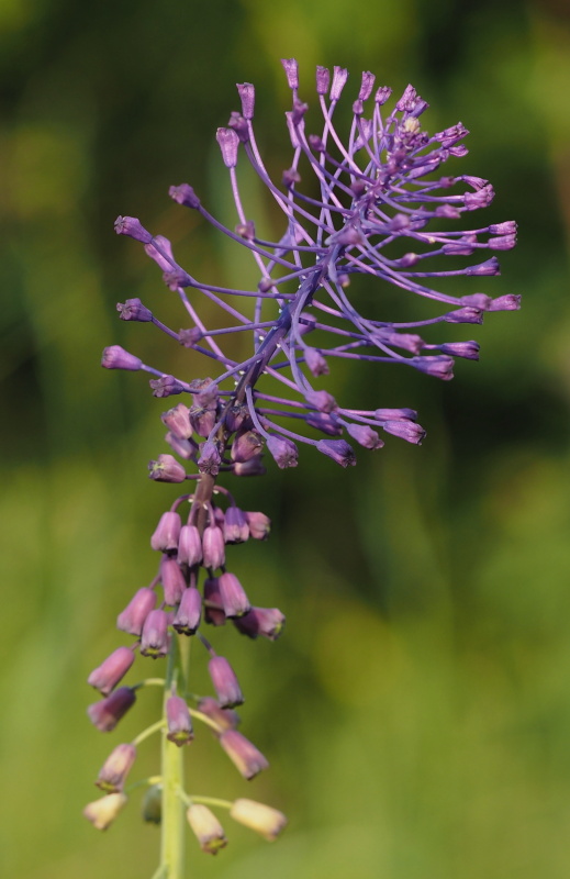 Modřenec chocholatý (Muscari comosum)
