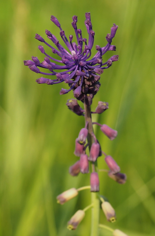 Modřenec chocholatý (Muscari comosum)