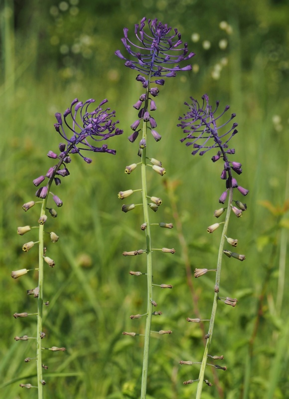 Modřenec chocholatý (Muscari comosum)
