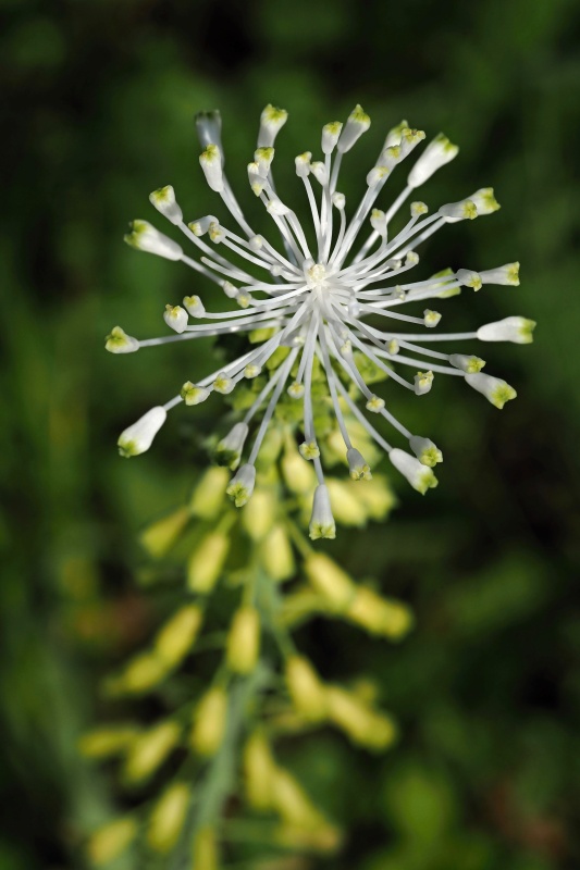 Modřenec chocholatý (Muscari comosum)