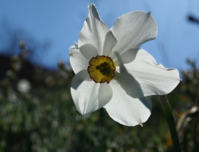 Narcis bílý (Narcissus poeticus)