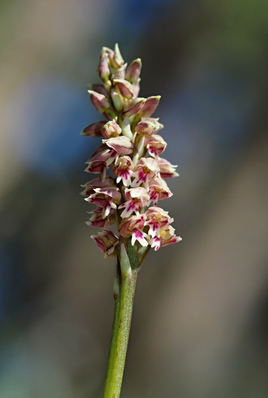 Neotinea plamatá (Neotinea maculata)