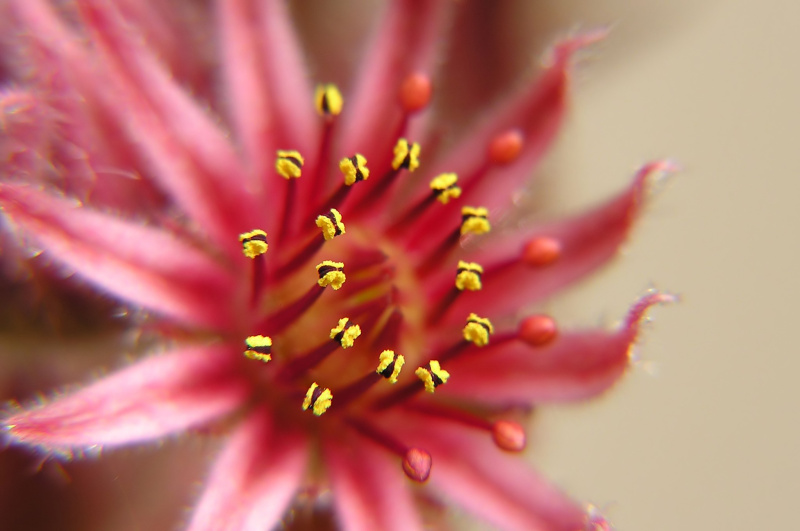 Netřesk střešní (Sempervivum tectorum)