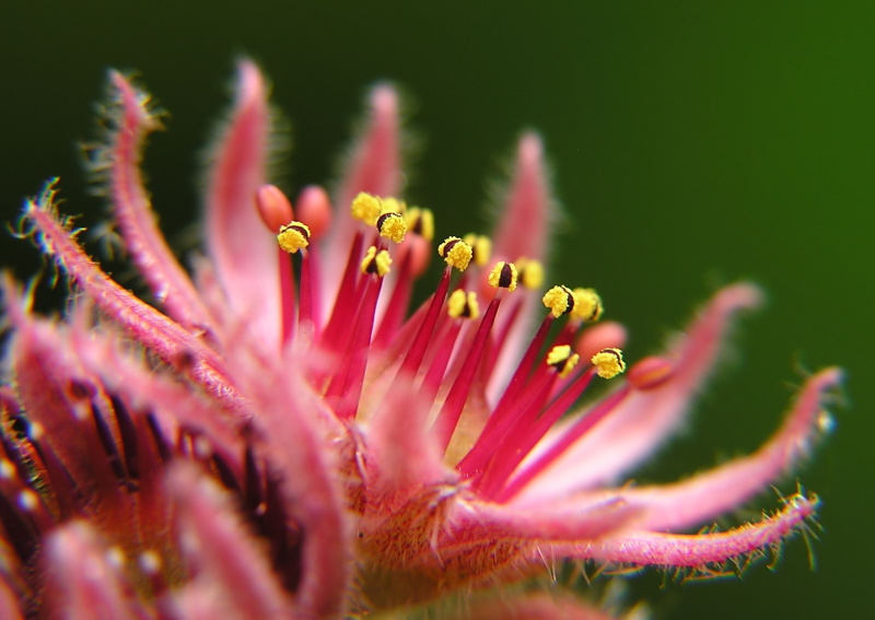 Netřesk střešní (Sempervivum tectorum)