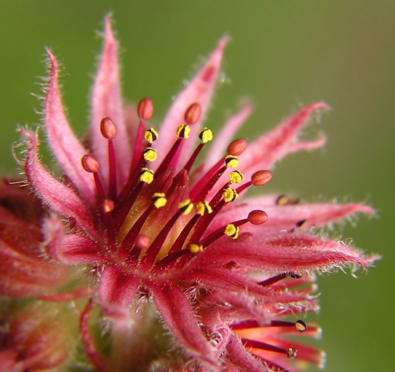 Netřesk střešní (Sempervivum tectorum)