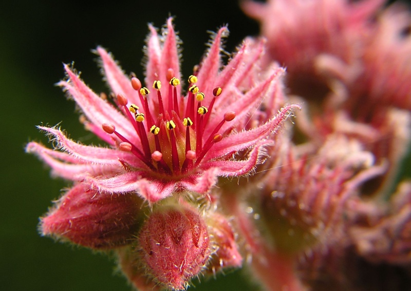Netřesk střešní (Sempervivum tectorum)