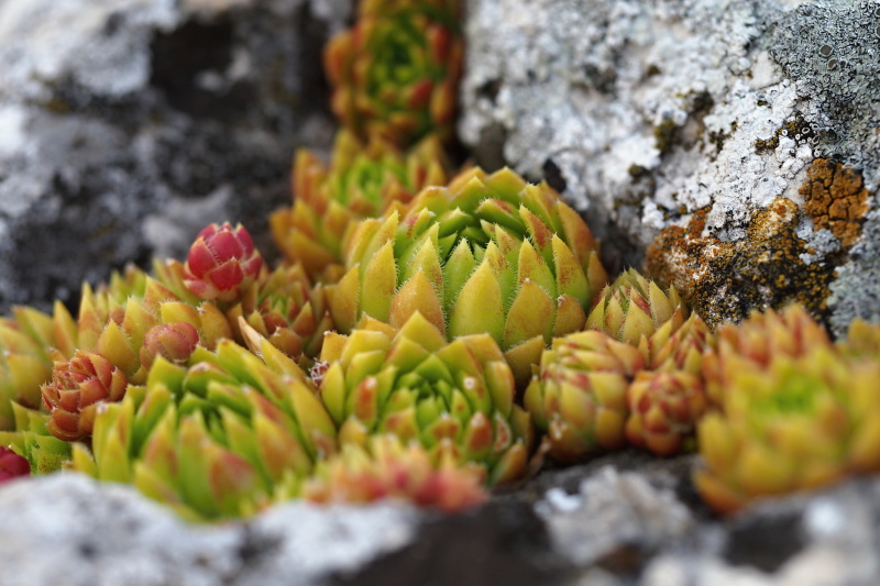 Netřesk výběžkatý srstnatý (Jovibarba globifera ssp. hirta)