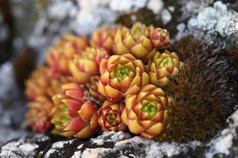 Netřesk výběžkatý srstnatý (Jovibarba globifera ssp. hirta)