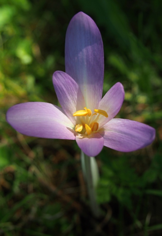 Ocún podzimní (Colchicum autumnale)