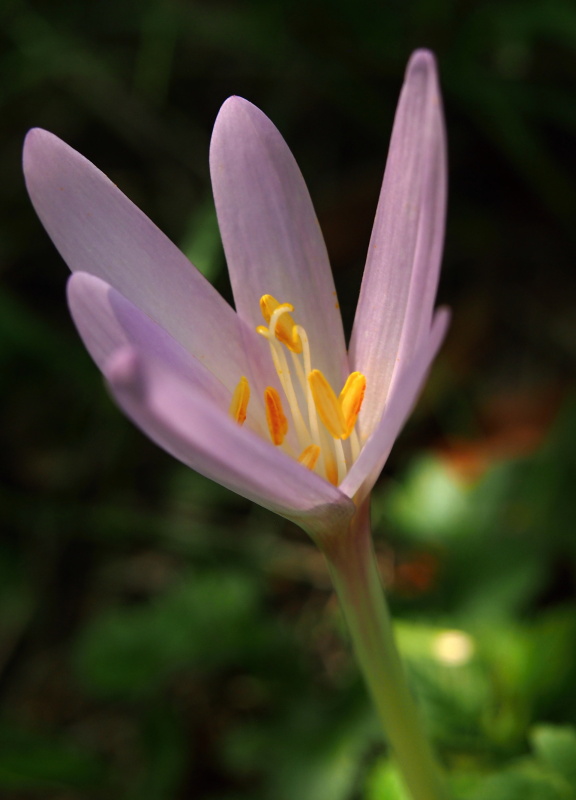 Ocún podzimní (Colchicum autumnale)