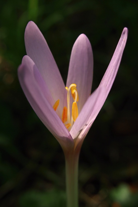 Ocún podzimní (Colchicum autumnale)