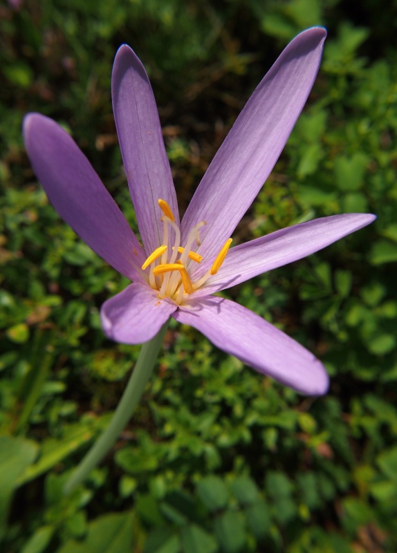 Ocún podzimní (Colchicum autumnale)