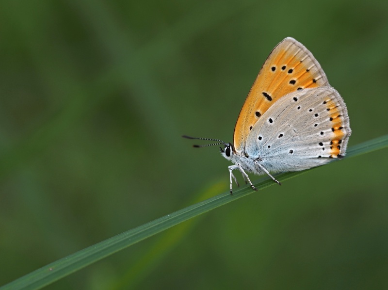 Ohniváček černočárný (Lycaena dispar)