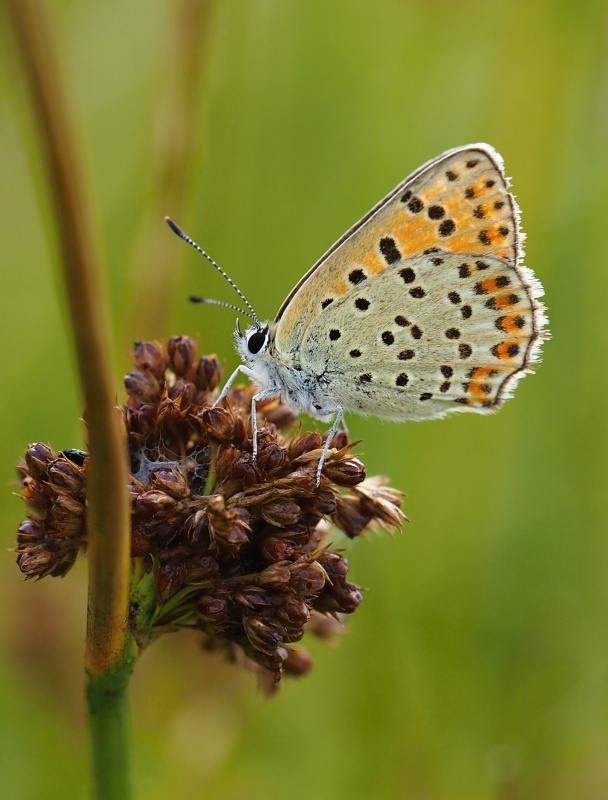 Ohniváček černoskvrnný (Lycaena tityrus)
