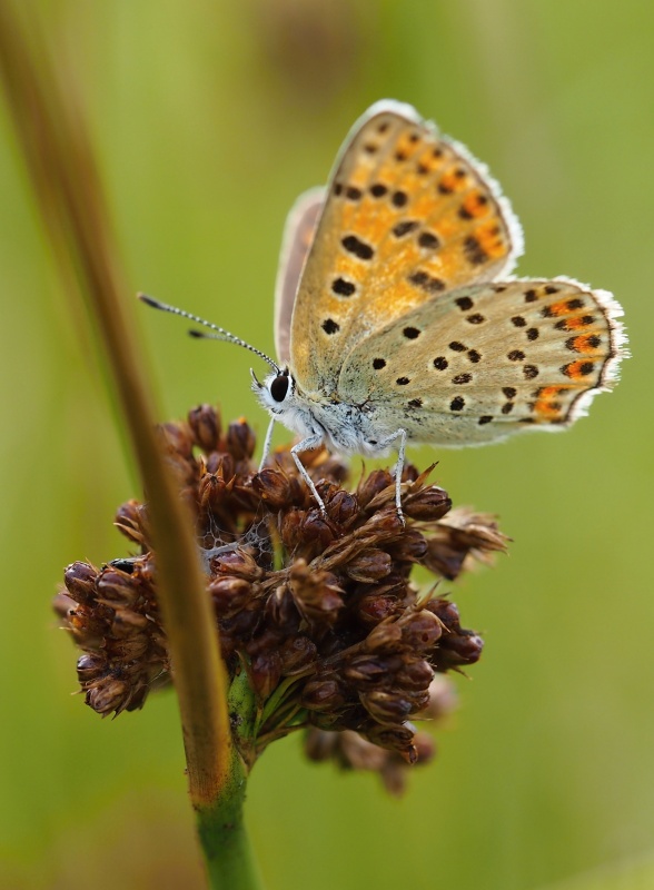 Ohniváček černoskvrnný (Lycaena tityrus)