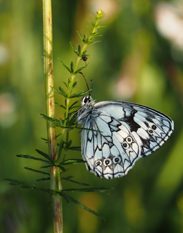 Okáč bojínkový (Melanargia galathea)