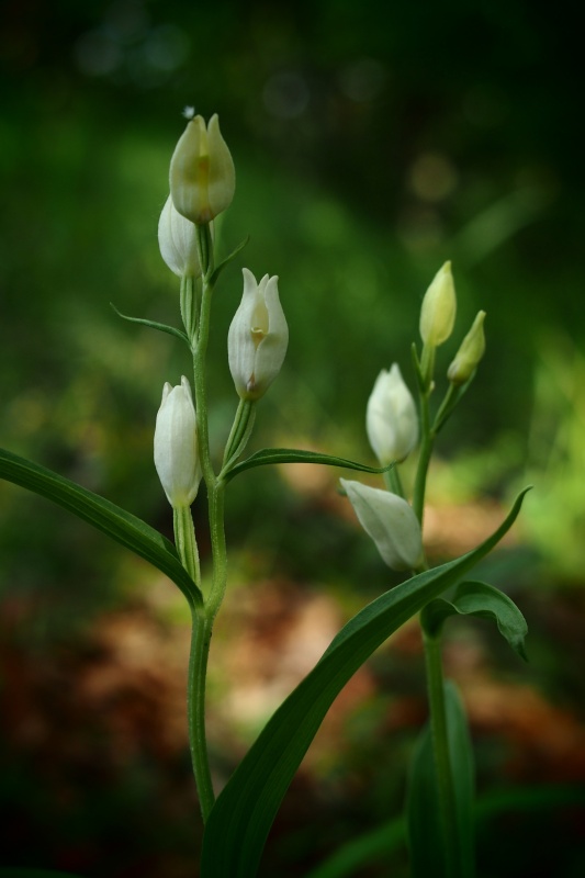 Okrotice bílá (Cephalanthera damasonium)