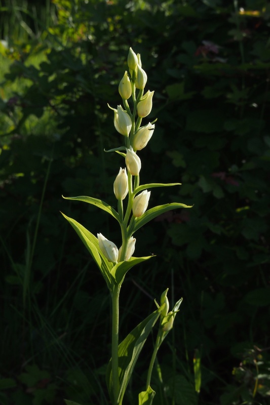 Okrotice bílá (Cephalanthera damasonium)