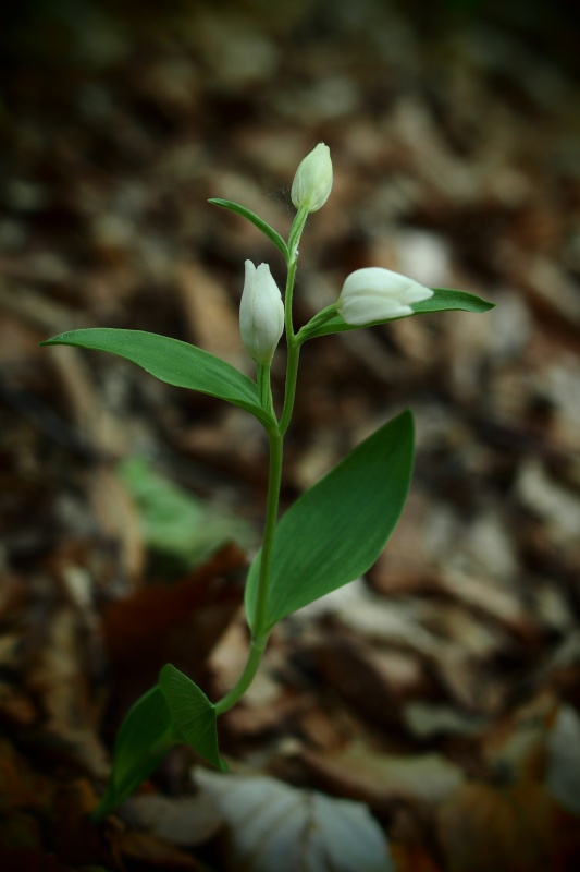 Okrotice bílá (Cephalanthera damasonium)