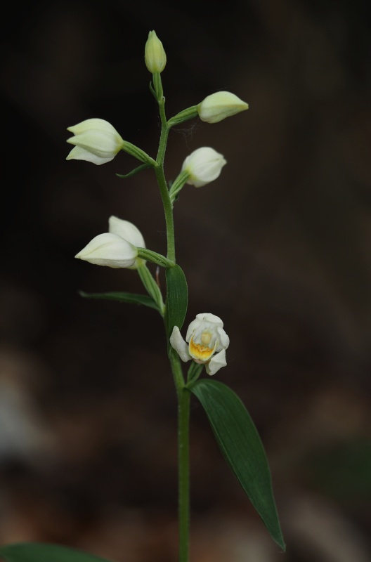 Okrotice bílá (Cephalanthera damasonium)