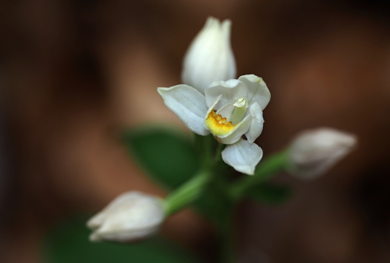Okrotice bílá (Cephalanthera damasonium)