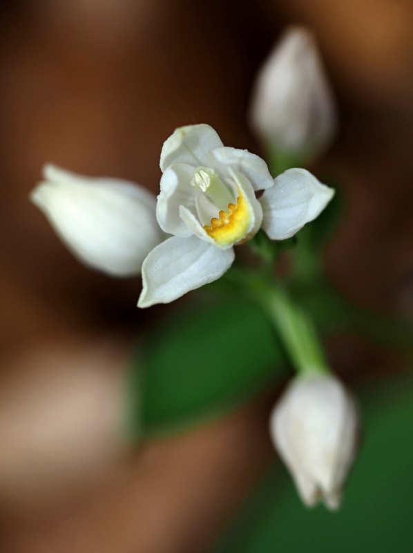 Okrotice bílá (Cephalanthera damasonium)