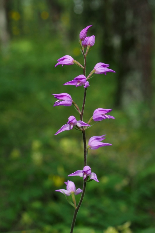 Okrotice červená (Cephalanthera rubra)