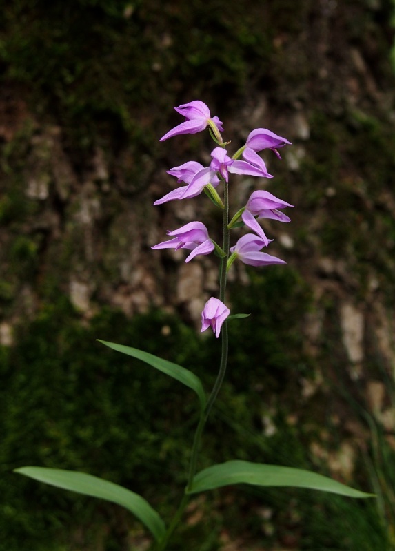 Okrotice červená (Cephalanthera rubra)