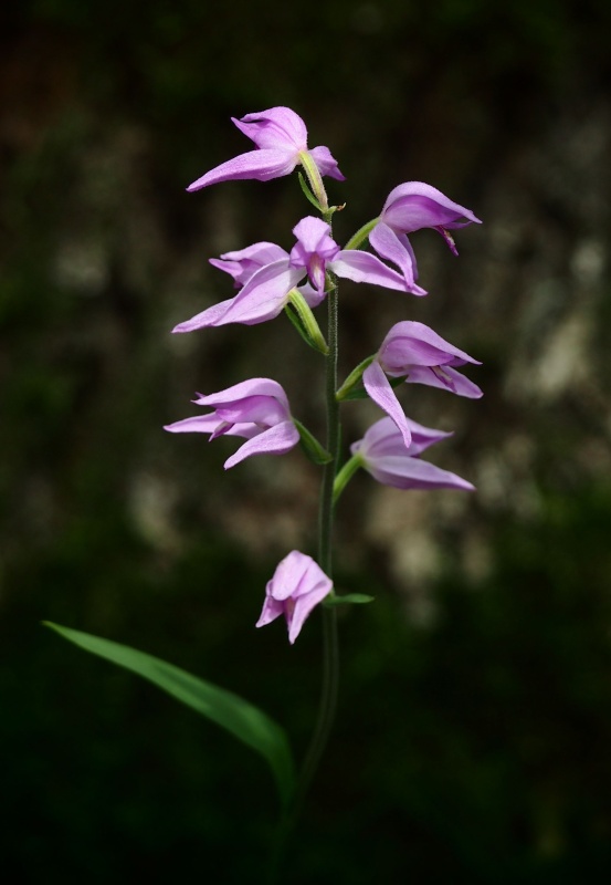 Okrotice červená (Cephalanthera rubra)