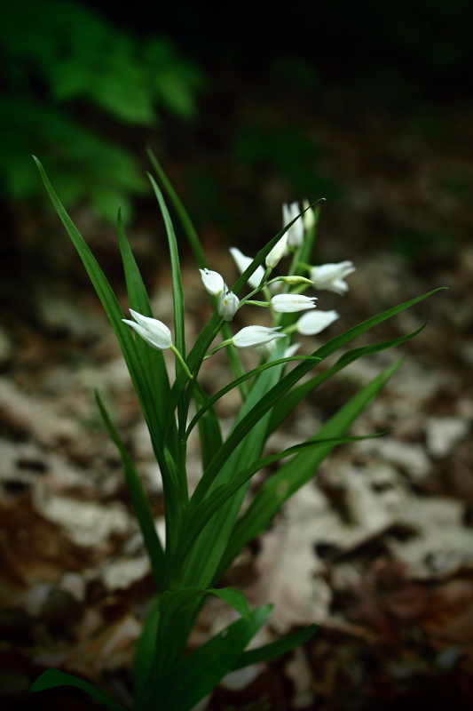 Okrotice dlouholistá (Cephalanthera longifolia)