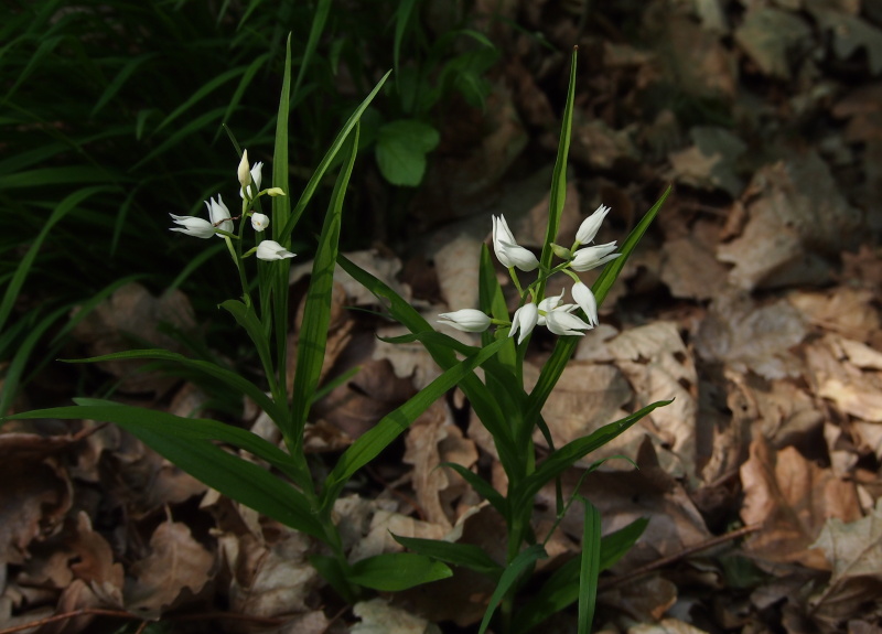 Okrotice dlouholistá (Cephalanthera longifolia)