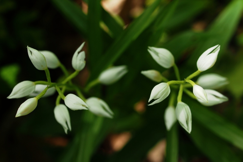 Okrotice dlouholistá (Cephalanthera longifolia)